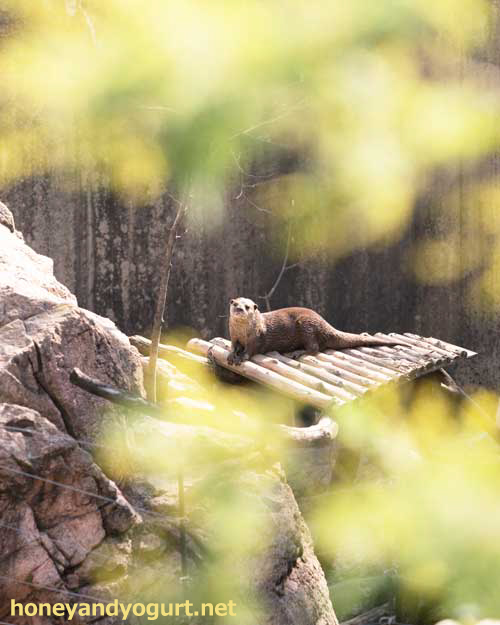 上野動物園　マレーグマ舎
