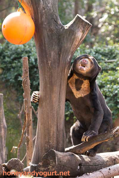 上野動物園　マレーグマ　アズマ