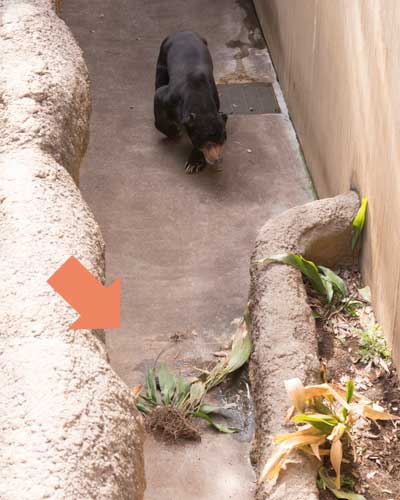 上野動物園　マレーグマ　アズマ