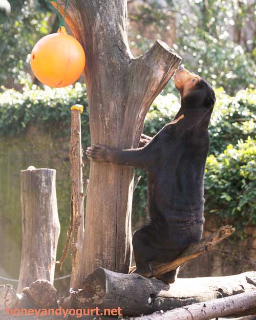 上野動物園　マレーグマ　キョウコ