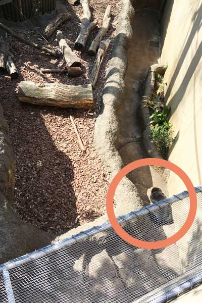 上野動物園　マレーグマ　モモコ