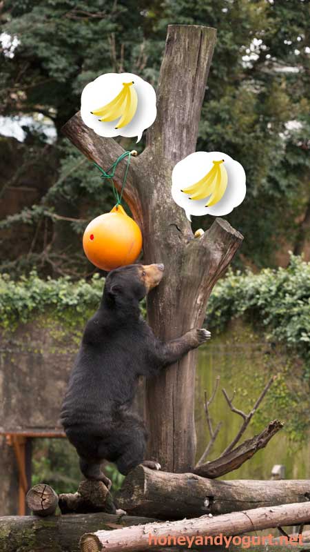 上野動物園 マレーグマ モモコ