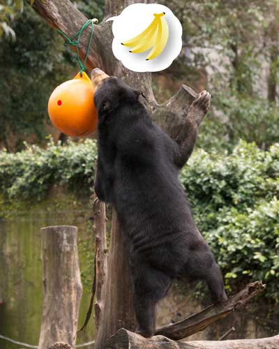 上野動物園 マレーグマ モモコ