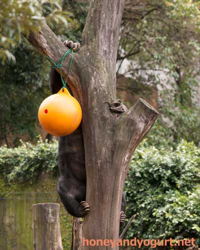 上野動物園 マレーグマ モモコ