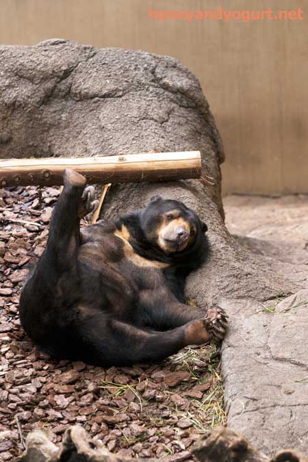 上野動物園　マレーグマ　モモコ