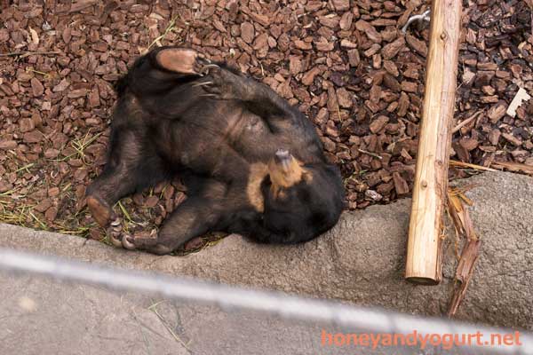上野動物園　マレーグマ　モモコ