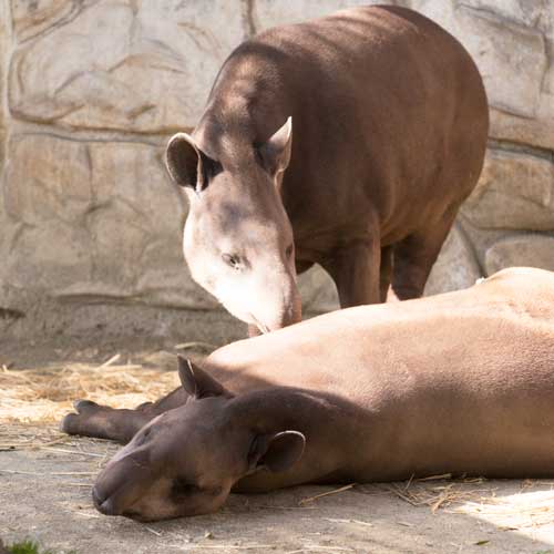 遊亀公園附属動物園