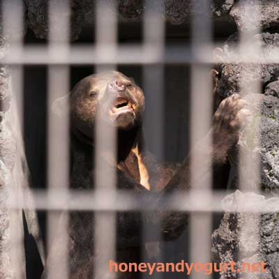 遊亀公園附属動物園 マレーグマ サンディ