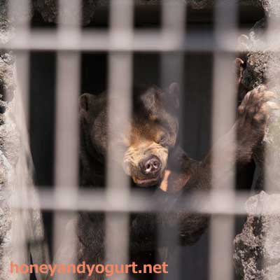 遊亀公園附属動物園 マレーグマ サンディ