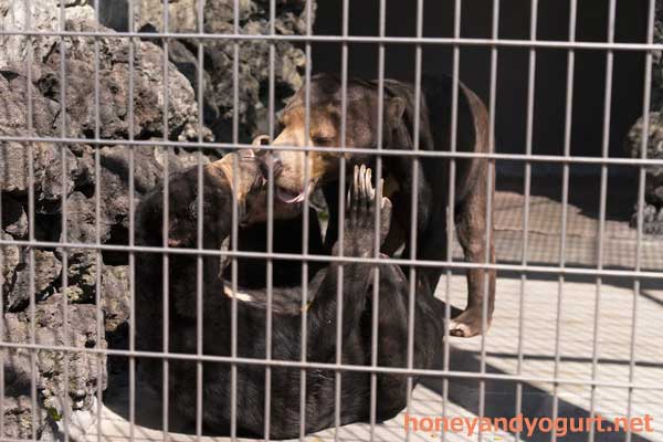 遊亀公園附属動物園 マレーグマ サンディ サクラ