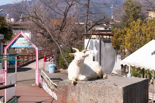 遊亀公園附属動物園