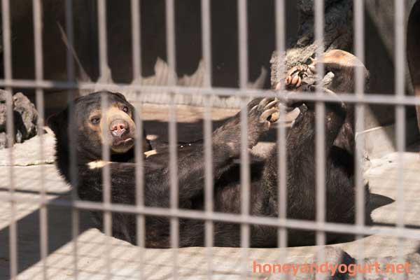 遊亀公園附属動物園 マレーグマ サクラ