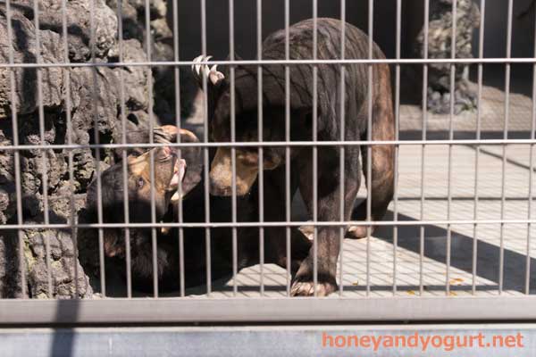 遊亀公園附属動物園 マレーグマ サンディ サクラ