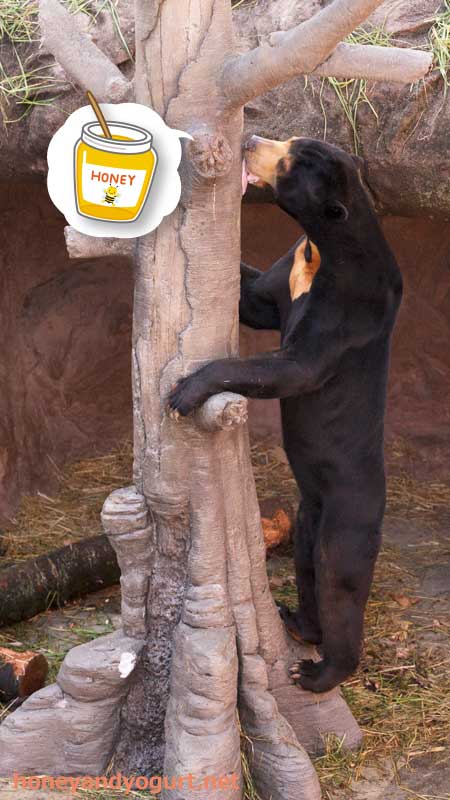 東山動植物園 マレーグマ マーチン