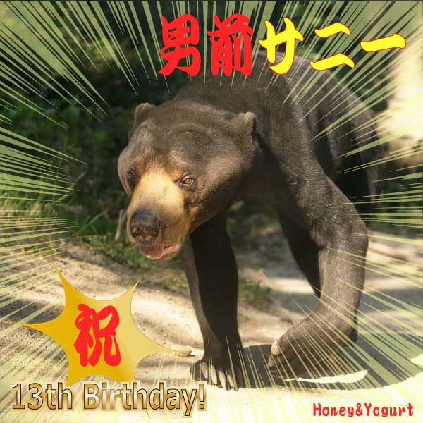 福岡市動物園 マレーグマ サニー Sanii the sunbear FukuokaZoo