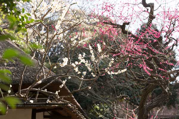 上野動物園　閑々亭