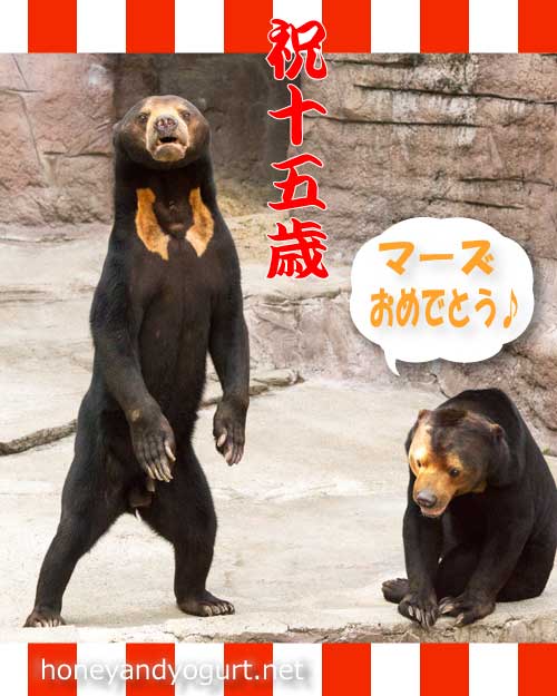 天王寺動物園　マレーグマ　マーズ　マーサ