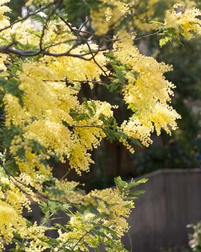 上野動物園 マレーグマ舎