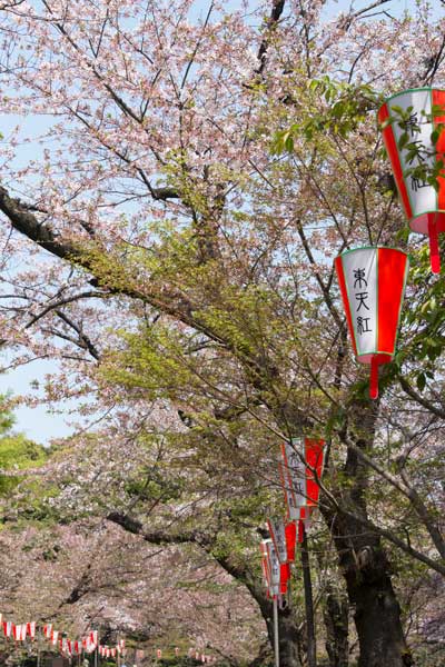 上野公園 桜並木