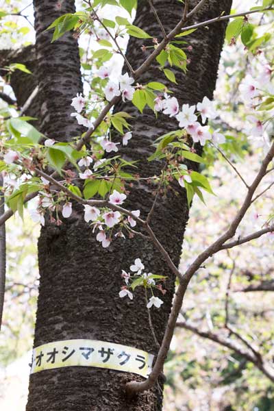 上野動物園 園内