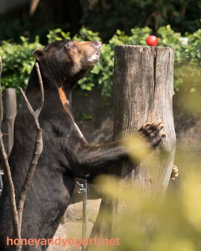 上野動物園 マレーグマ アズマ