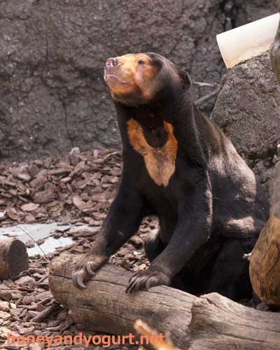 上野動物園 マレーグマ キョウコ