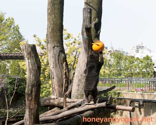 上野動物園 マレーグマ キョウコ