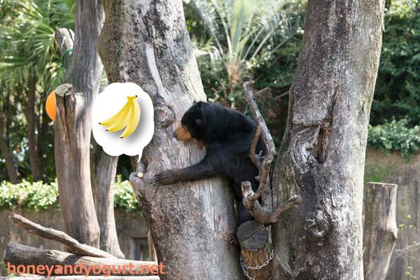 上野動物園 マレーグマ モモコ