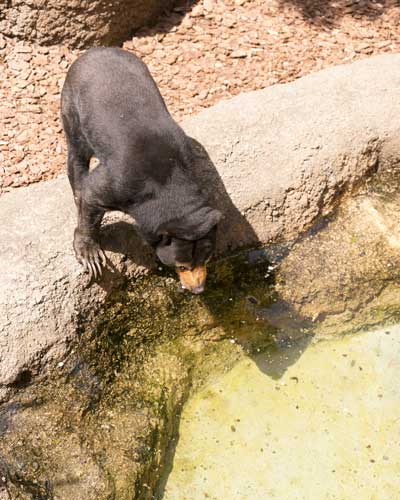 上野動物園 マレーグマ モモコ