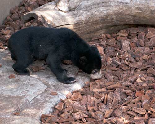 上野動物園　マレーグマ　フジ