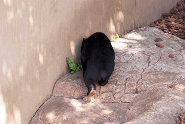 上野動物園　マレーグマ　フジ