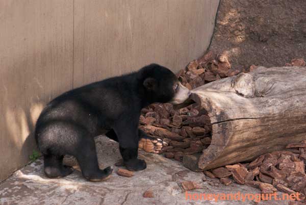 上野動物園　マレーグマ　フジ