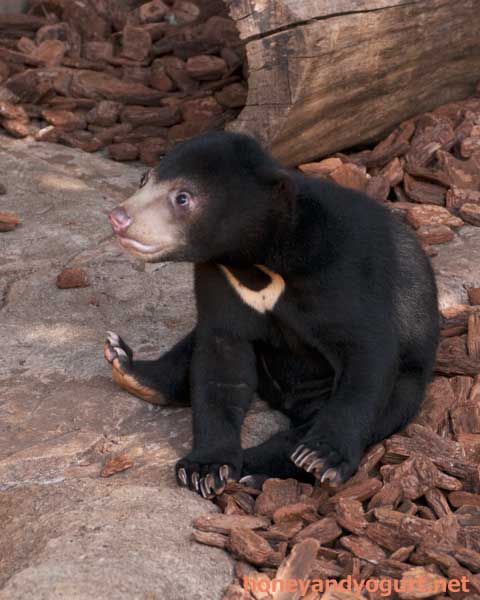 上野動物園　マレーグマ　フジ