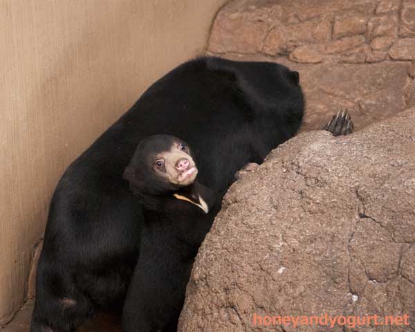 上野動物園　マレーグマ　フジ