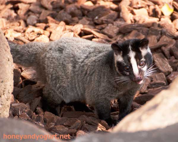 上野動物園　マレーグマ舎