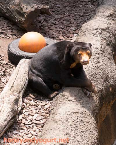 上野動物園　マレーグマ　キョウコ