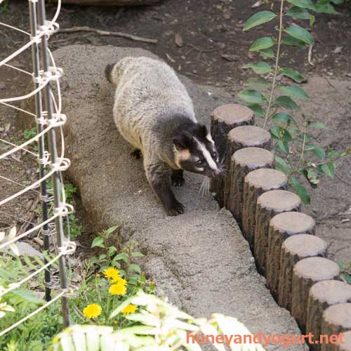 上野動物園　マレーグマ舎