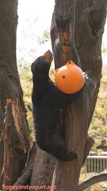 上野動物園　マレーグマ　モモコ