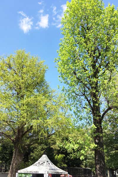 上野動物園　園内
