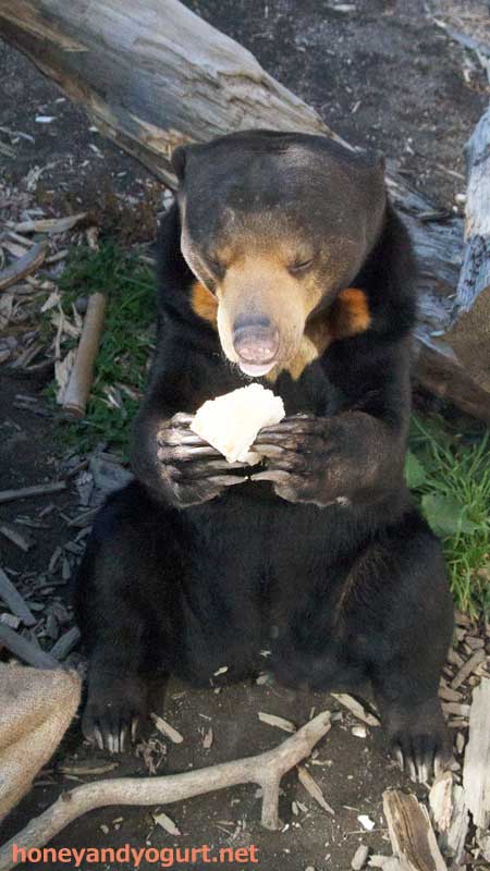 円山動物園　マレーグマ　ハッピイ