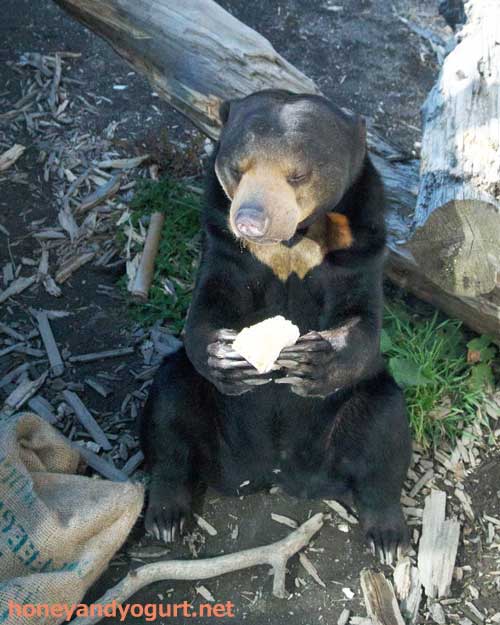 円山動物園　マレーグマ　ハッピイ