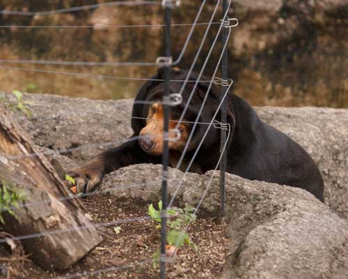 上野動物園　マレーグマ　キョウコ