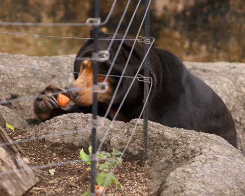 上野動物園　マレーグマ　キョウコ