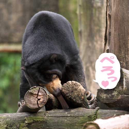 上野動物園　マレーグマ　モモコ