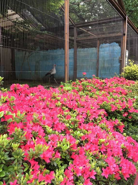 上野動物園　園内