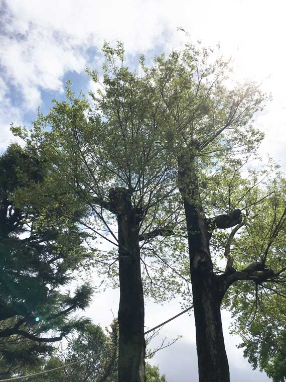 上野動物園　マレーグマ舎