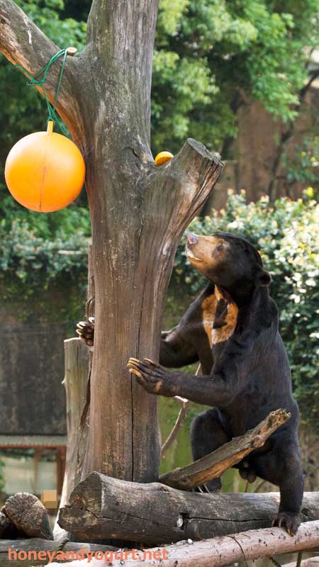 上野動物園 マレーグマ アズマ