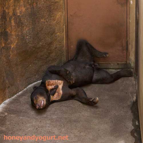 上野動物園 マレーグマ アズマ