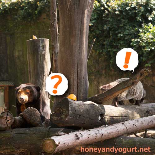 上野動物園 マレーグマ舎