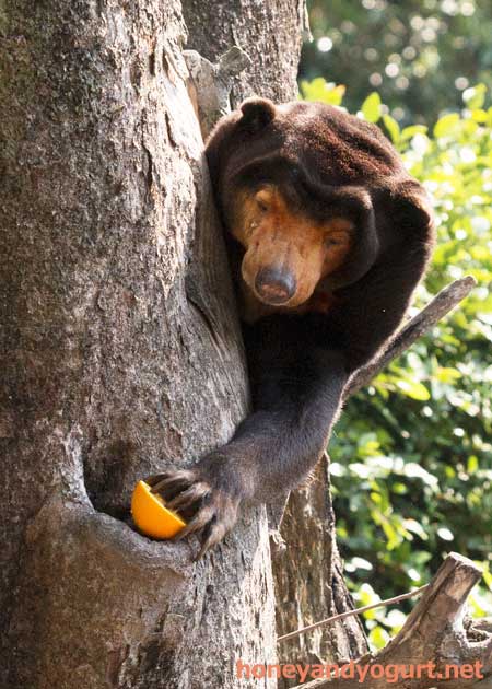 上野動物園 マレーグマ キョウコ